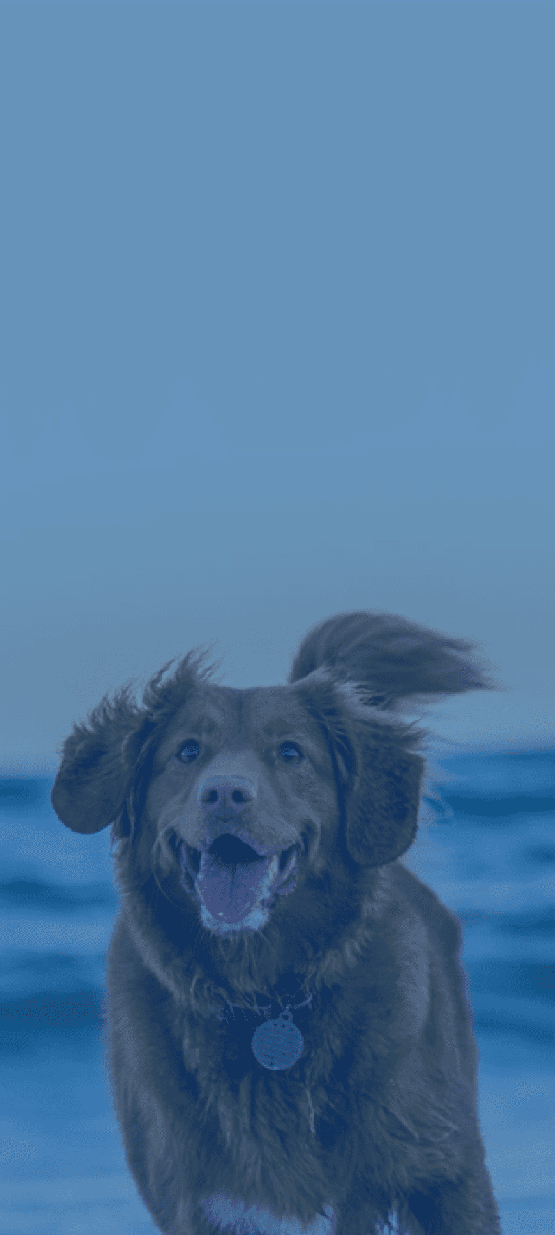 Background dog image